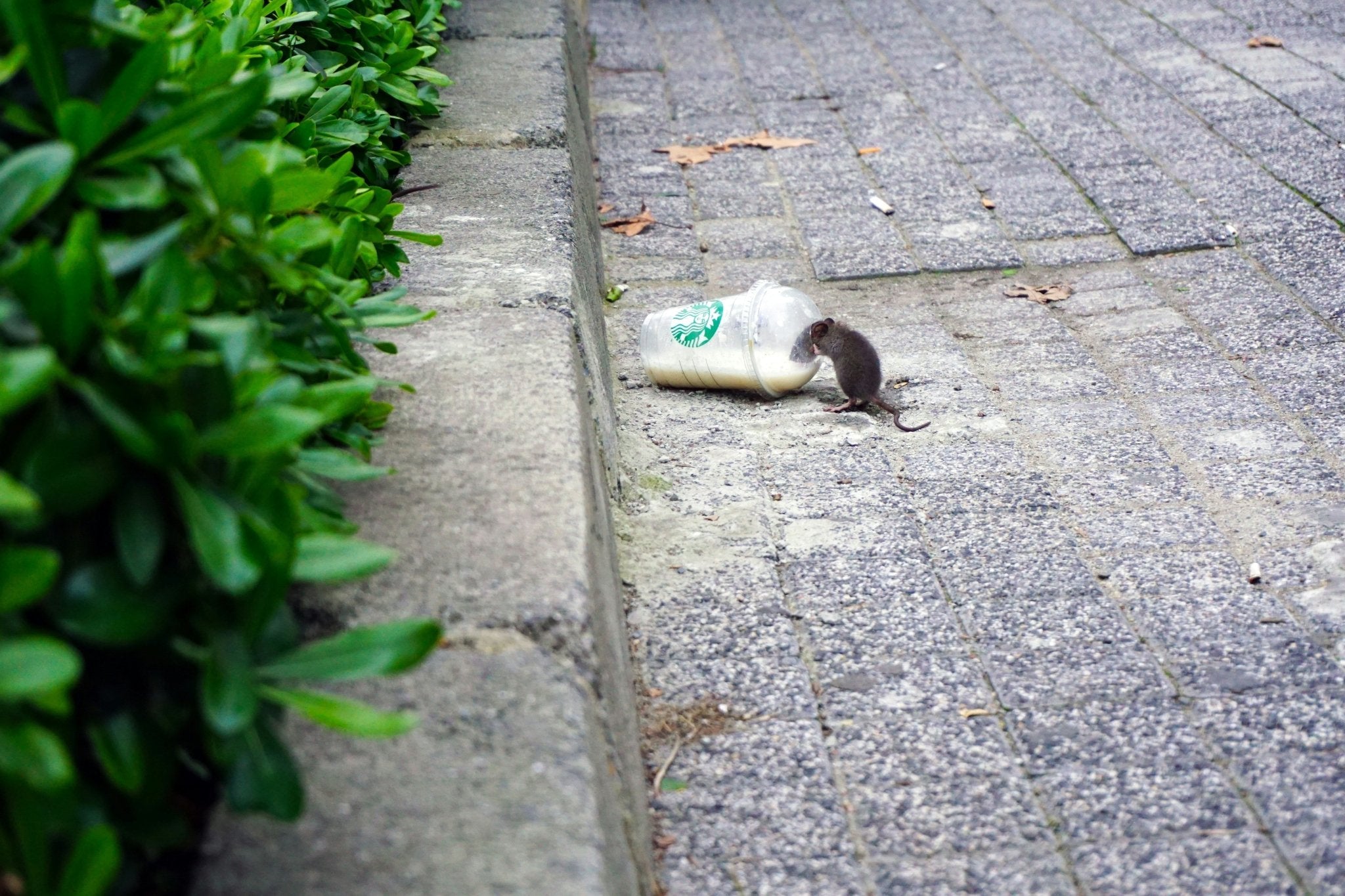 Muizen en Ratten Bestrijden - Doika