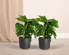 Binnen Potplanten - Doika BV