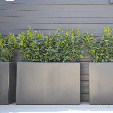 Adezz Buxus polyester plantenbak 120x40x80 cm - Doika - Plantenbak - Adezz - PB24.2